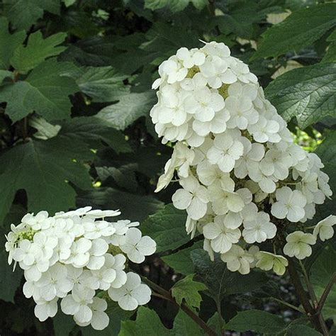 Hydrangea Quercifolia Alice Midwest Groundcovers Llc