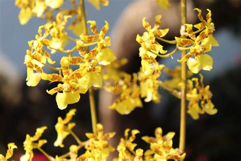 Yellow Oncidium Orchids Are Blooming Stock Image Image Of Colorful