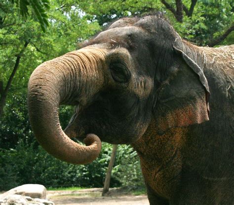Asian Elephant - Cincinnati Zoo & Botanical Garden®