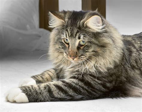 What Is The Weight Range For Adult Norwegian Forest Cats