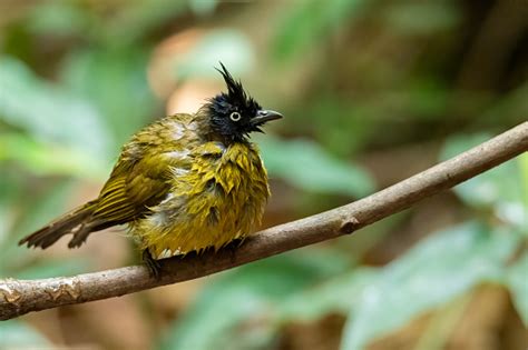 Funny Cute Wet And Scruffy Blackcrested Bulbul After Bathing Stock