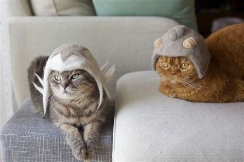 Cute Cats In Funny Hats 30 Photos Cute Cats Cat Fur Cat Hat