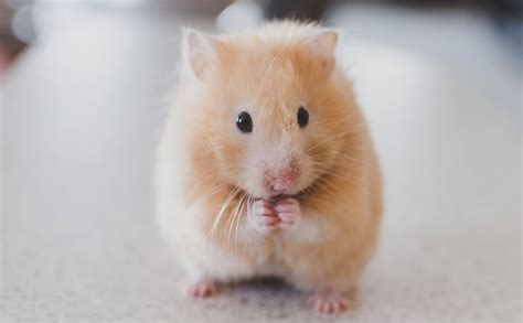 A Beginners Guide To Caring For Hamsters 7 Essential Things You Need