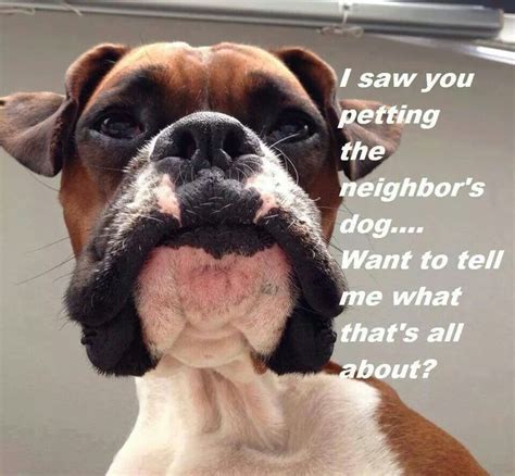 Hahaha Boxer Dogs Funny Boxer Dogs Funny Boxer