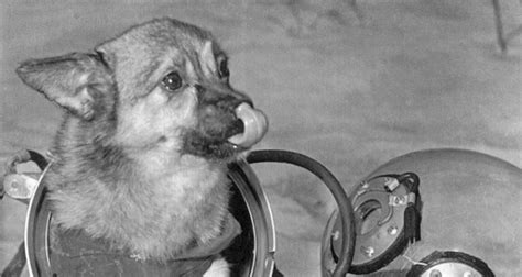 But the soviets were already ahead. First Animals In Space: Astounding Photos And Stories