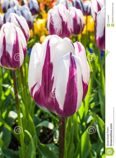 Purple And White Tulips Stock Image Image Of Color