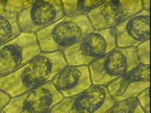 • the vacuole and cytoplasm decrease in volume. Quia - 9AP Chapter 7 - Membrane Structure and Function ...