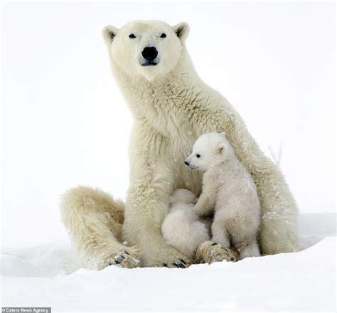 Drew some adorable bears to try and get rid of some tension i'm feeling :0 (its transparent i finally figured out how to do that). Adorable photographs show twin polar bear cubs emerging ...