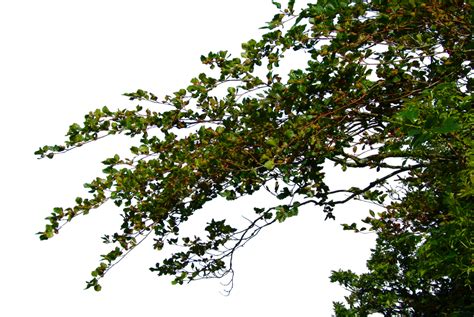 Hanging Leafy Branches Png By Aledjonesdigitalart On Deviantart