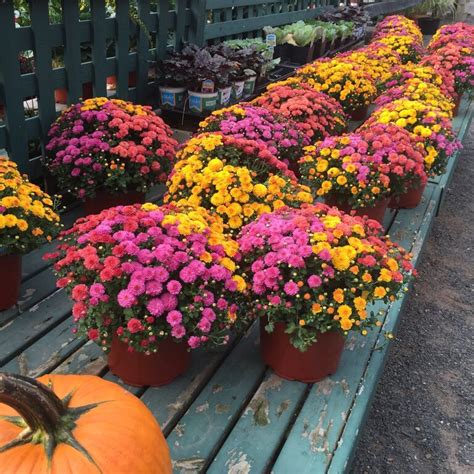 tips for keeping potted mums looking great artofit