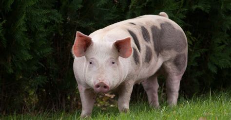 Pig Animal Facts Sus Scrofa Scrofa A Z Animals