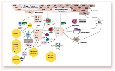Frontiers Novel Therapeutic Targets For Psoriatic Disease
