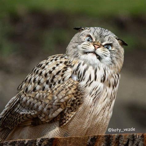 Cat Owl Face Swap Online