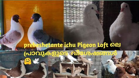 Prebeshetante Ichu Pigeon Loft ലെ പ്രാവുകളുടെ വിശേഷങ്ങൾ 🤗🕊️pigeon