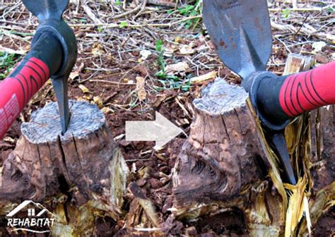 6 Diy Tree Stump Removal Ideas You Can Try Today With Pictures