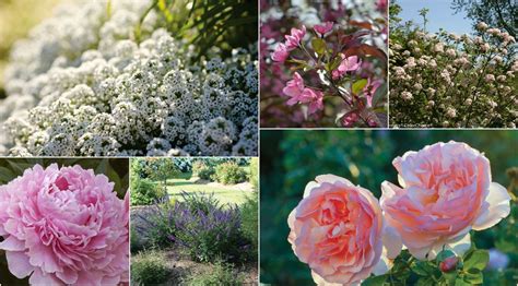 10 Fragrant Plants That Will Make Your Garden Smell