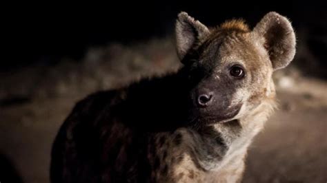 Bbc Earth Male Hyenas Are Even Outranked By Newborn Female Cubs