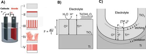 A The Electrochemical Anodization Process And Possible Anodic