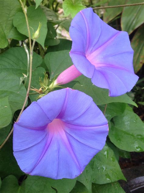 A Beautiful Morning With Morning Glory In The Garden Rare Flowers