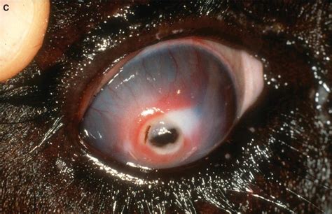 Large corneal ulcer in a dog a corneal ulcer, or ulcerative keratitis, is an inflammatory condition of the cornea involving loss of its outer layer. Food and Fiber Animal Ophthalmology | Veterian Key