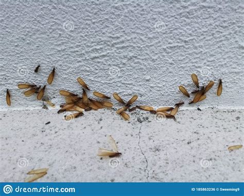 Many Alates Termite Winged Insect On The Floor Stock Photo Image Of