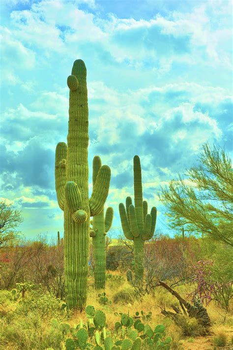 Giant Saguaro Cactus Photograph By Nancy Jenkins Pixels