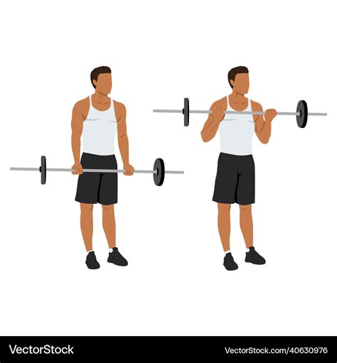 Barbell Curls Exercise Standing Bicep Curl Vector Image