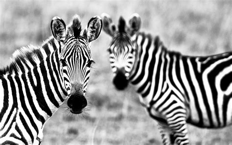 They're abundant the closer that you… this item is unavailable | etsy. Zebras Wallpapers FREE Pictures on GreePX