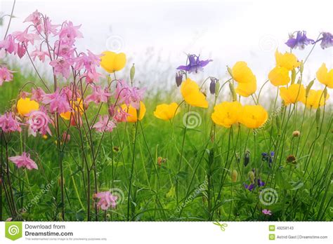 Colorful Flower Meadow Stock Image Image Of Spring Plants 49258143