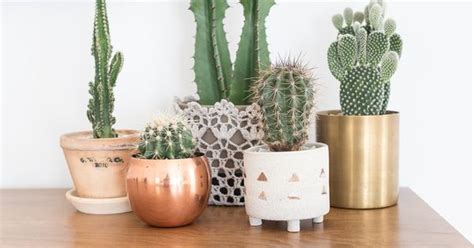 At Home With Michelle Solobay Succulent Display Ceramic Planters