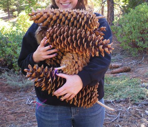 Giant Pinecones