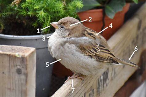 House Sparrow Identification Guide