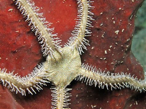 Echinoderms Starfish Brittle Star Sea Urchin Feather Star Sea