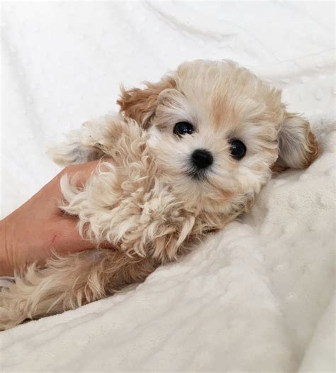 Teacup maltipoo puppy for sale! California Princess - iHeartTeacups