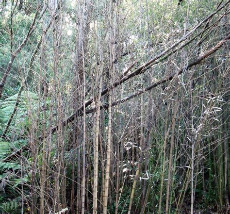 There are 4806 bamboo pot for sale on etsy, and they cost nz$30.14 on average. NZ Farm Forestry - Bamboo moth in Auckland