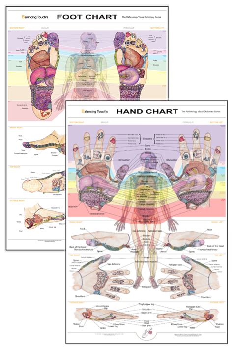 How To Clean A Reflexology Chart Hand And Foot Balancing Touch