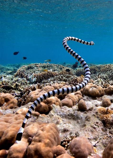 Sea Snake Facts 12 Facts About Sea Snakes