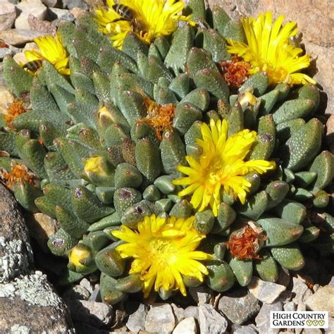 Plant them in large groups for a mass of blooms. Glenn Cold Hardy Mesemb (Rabiea) | Tall succulents ...