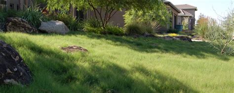 Your grass landscape prairie tall stock images are ready. 5 Beautiful Southern California Drought Tolerant Grasses ...