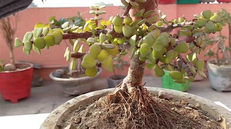 Throwable rock bag (fırlatılabilir taş çantası): How to make Bonsai update, Jade plant Bonsai , Root over ...