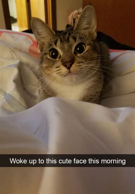 10 Hilarious Cat Snapchats That Are Im Paw Sible Not To Laugh At