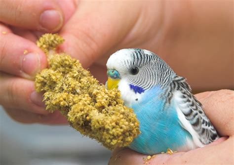 5 Tips For Dealing With Parakeet Poop Master Parrot