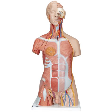 Human Torso Model Life Size Torso Model Anatomical Teaching Torso Dual Sex Muscled Torso