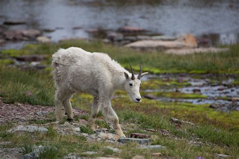 Best Hikes To See Mountain Goats Outdoor Project