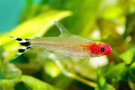 Rummy Nose Tetra Fish Info With Care Details And Pictures