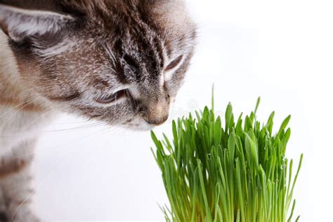 Pet Grass Or Cat Grass Domestic Cat Eat Green Grass On White