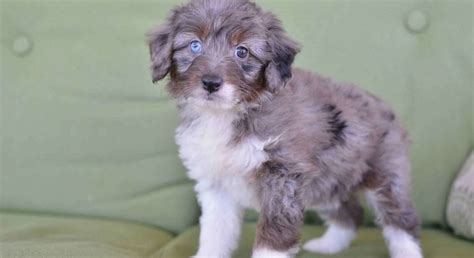 Miniature Aussiedoodlemeet Brandy A Puppy For Adoption