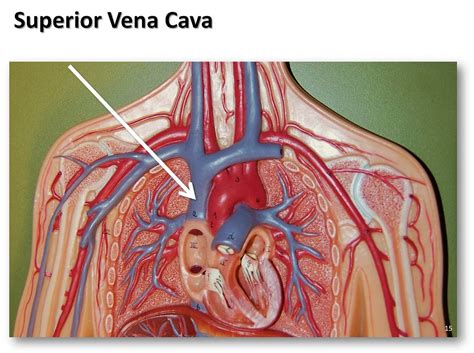 Superior Vena Cava The Anatomy Of The Veins Visual Guide Flickr