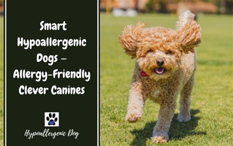 Smart Hypoallergenic Dogs — Allergy Friendly Clever Canines