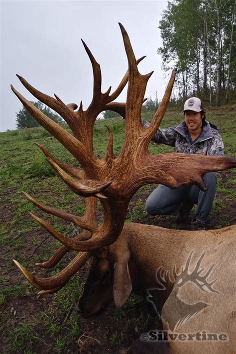 World Record Spider Bull Elk